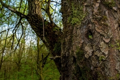 Hyla intermedia perrini