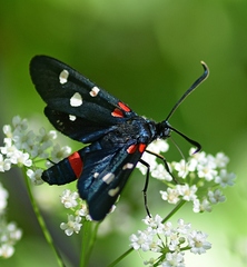 Zygaena ephialtes