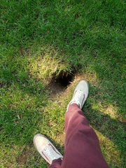 Otospermophilus beecheyi