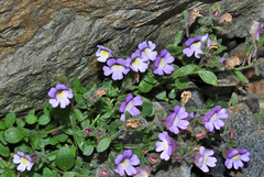 Chaenorhinum glareosum