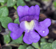 Chaenorhinum glareosum