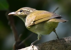 Phylloscopus magnirostris