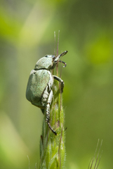 Hoplia parvula