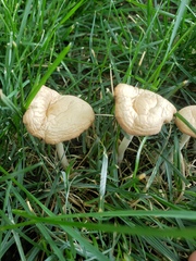 Fungi