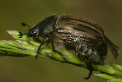 Blitopertha lineolata