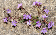 Chaenorhinum grandiflorum