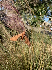 Protambulyx strigilis