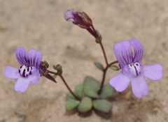 Chaenorhinum grandiflorum
