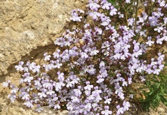 Chaenorhinum grandiflorum
