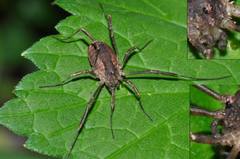 Lacinius ephippiatus
