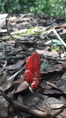 Monotropa coccinea