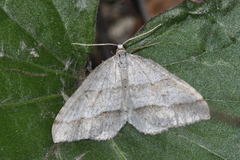 Perizoma parallelolineatum