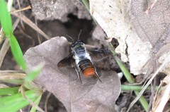 Megachile chrysorrhoea