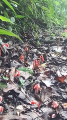 Monotropa coccinea
