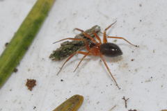 Walckenaeria corniculans