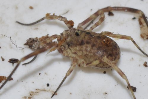 Lophopilio palpinalis