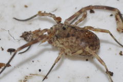 Lophopilio palpinalis