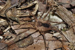 Lacinius ephippiatus