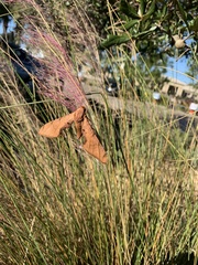 Protambulyx strigilis