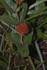 Palicourea officinalis