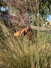 Protambulyx strigilis