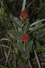 Palicourea officinalis