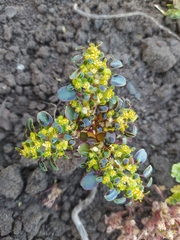 Euphorbia germainii