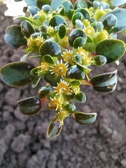 Euphorbia germainii