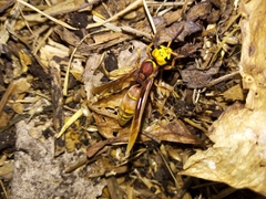 Montezumia ferruginea