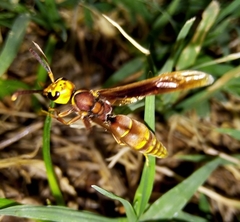 Montezumia ferruginea