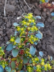 Euphorbia germainii