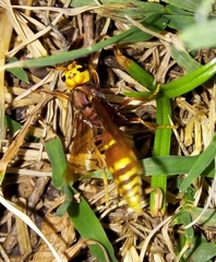 Montezumia ferruginea