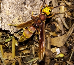 Montezumia ferruginea
