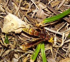 Montezumia ferruginea