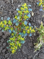 Euphorbia germainii