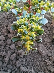 Euphorbia germainii