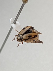 Mulsantina hudsonica