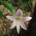 Zephyranthes blumenavia - Photo (c) Funez, some rights reserved (CC BY-NC), uploaded by Funez