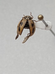 Mulsantina hudsonica