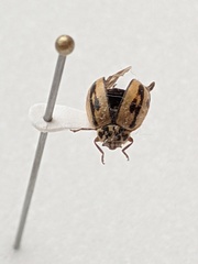 Mulsantina hudsonica