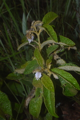 Solanum subumbellatum