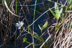 Ranunculus pallasii