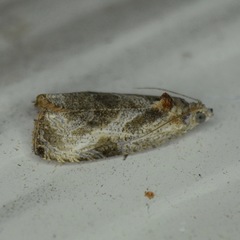 Olethreutes inornatana