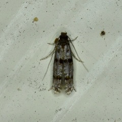 Tineidae clade b