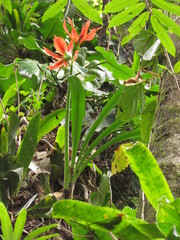 Hippeastrum aulicum