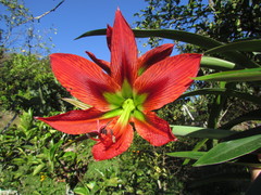 Hippeastrum aulicum