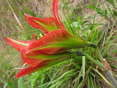 Hippeastrum glaucescens