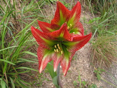 Hippeastrum glaucescens