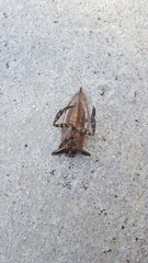 Lethocerus annulipes