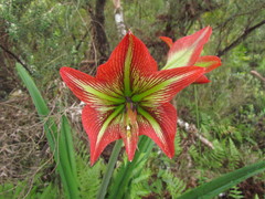 Hippeastrum glaucescens